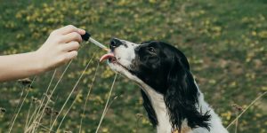 how to use cbd oil for dogs