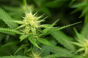 marijuana
