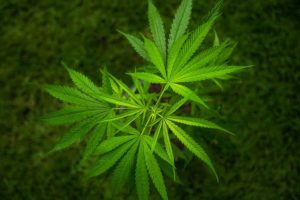 selling cannabis