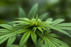 positive effects of marijuana on human body