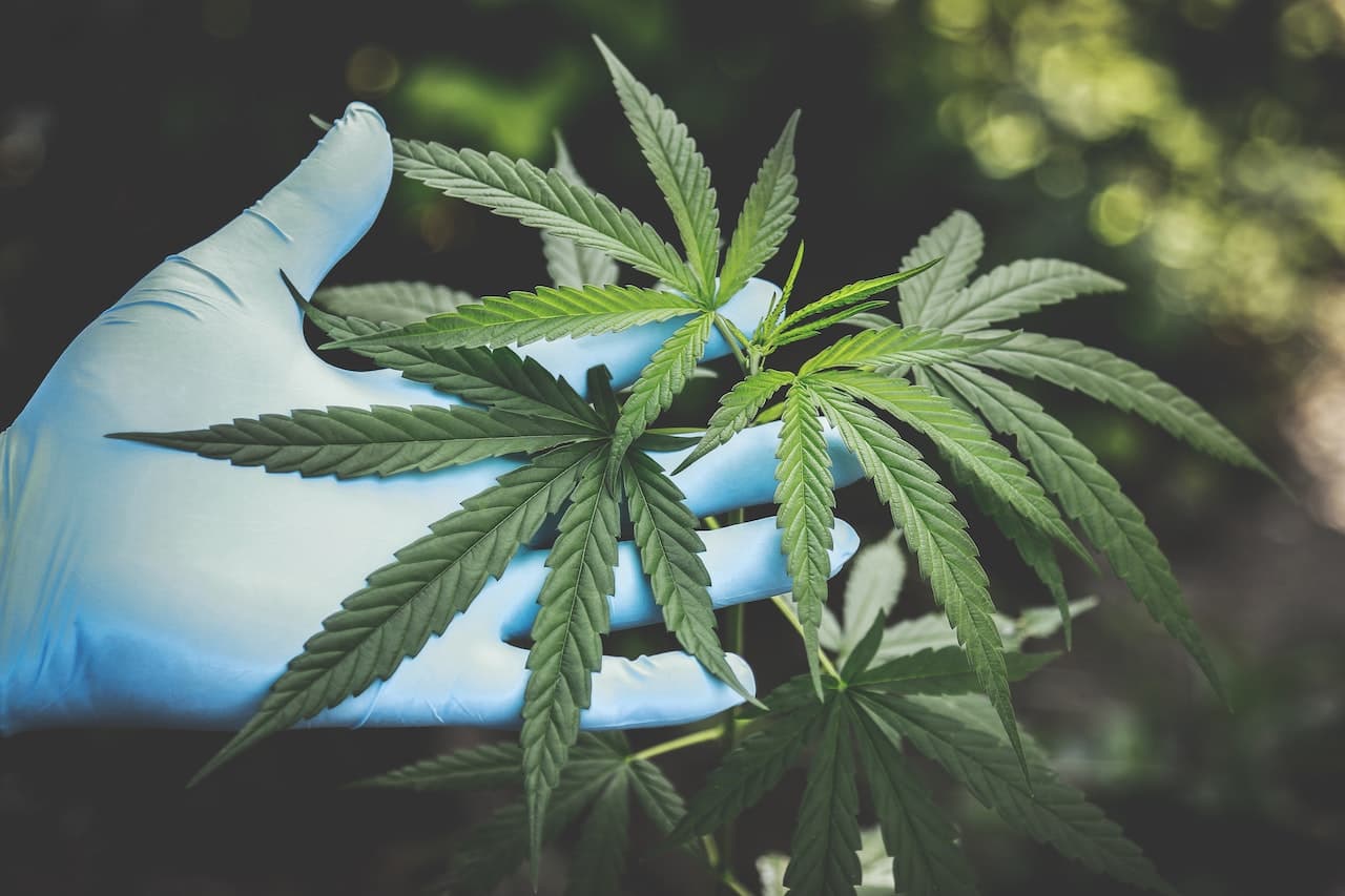 ways to get premium cbd products