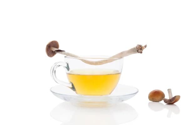 Mushroom Drink: Types of Psilocybin-Containing Beverages in the Market 2 Shrooms Drinks
